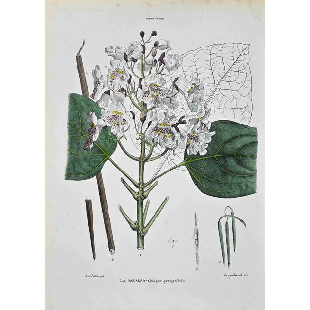 Lithograph hand watercolored. Plate from "Atlante di Botanica popolare ossia Illustrazione di Piante Notevoli di ogni...