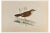 Alexander Francis Lydon, Savi's Warbler, Woodcut Print, 1870 For Sale