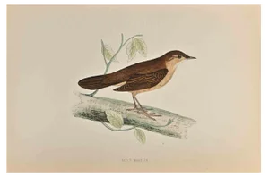 Alexander Francis Lydon, Savi's Warbler, Woodcut Print, 1870