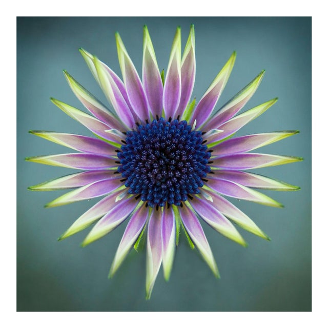 "Botanical 41" Macro Photograph For Sale