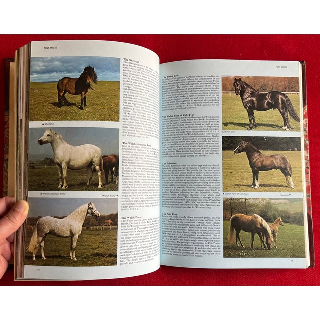 Fine Red Leather Binding - Encyclopedia of the Horse - Book by Elwyn Hartley Edwards - Single Volume For Sale - Image 4 of 13