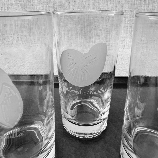 Lovely set of tall glasses that have seashell names with their respective illustration in a frosted / etched finish. Each...