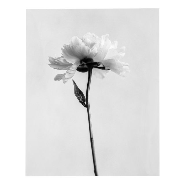 Ugne Pouwell, Peony No.5, 2024, Photography For Sale