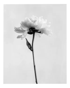 Ugne Pouwell, Peony No.5, 2024, Photography