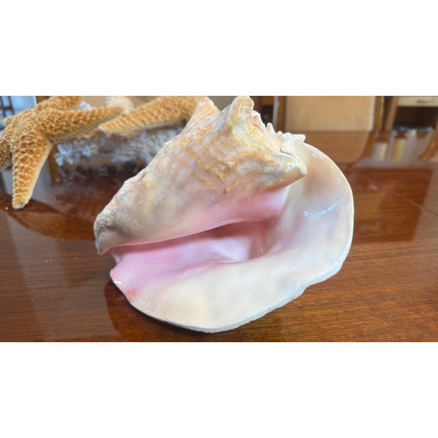 Shell Large Conch Shell 7" X 8"" Nautical Decor Sea Shell Ocean Beach Pink White. For Sale - Image 7 of 16