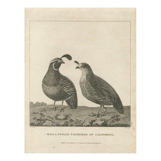 California Quail Pair, 1798, Print For Sale
