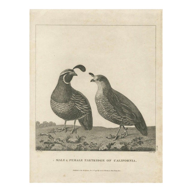 California Quail Pair, 1798, Print For Sale