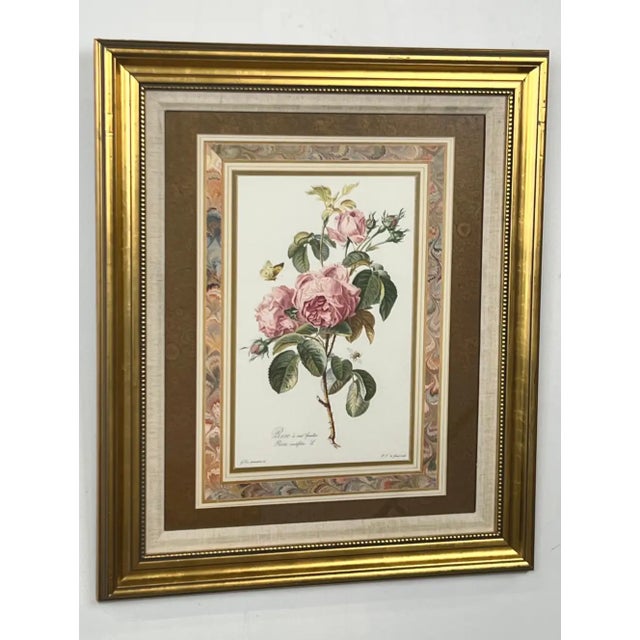 French Vintage Botanical Rose Rosa Centifolia After Van Spaendonck Gilt Framed Print 1960's For Sale - Image 3 of 13