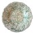 Antique 19th Century Continental White Cabbage Ware Plate | Green Veining For Sale
