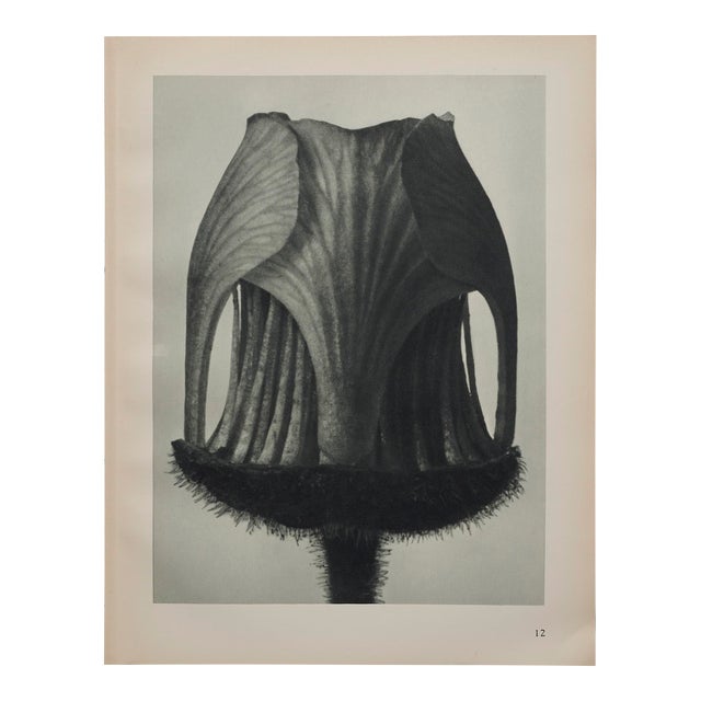 original-karl-blossfeldt-photogravure-botanical-print-chairish