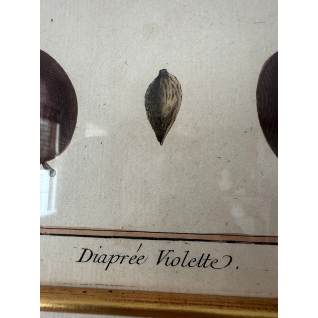 Cream 18th Century French Hand-Colored Botanical Fruit Engravings – Almond & Plum – Framed Pai For Sale - Image 8 of 9