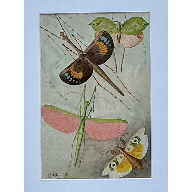 Vintage Botanical Insect Study in Gilt Frame For Sale In West Palm - Image 6 of 14