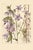 Bell Flowers Plate 1, Vintage Botanical Art Print Reproduction, 40" X 60" For Sale