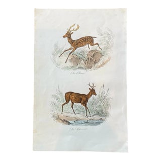 French Antique 18th Century "Le Daiml" Deer Engraving Hand Colored Signed Artwork For Sale