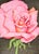 Illustration Vintage Rose Illustration -- "Georgia on My Mind" by Ben Black For Sale - Image 3 of 5