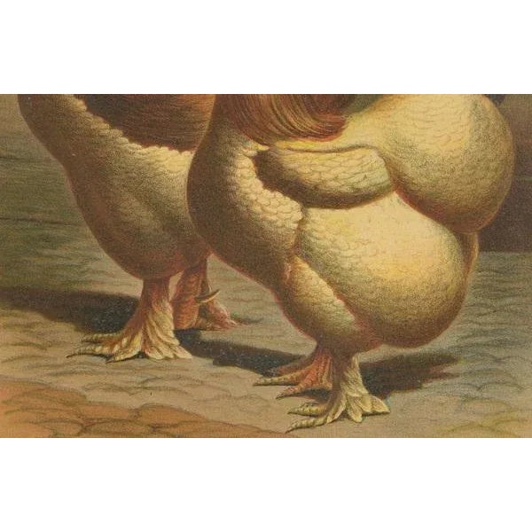 The majestic golden cochinchina a rare 19th century poultry lithograph this exquisite 19th century chromolithograph...