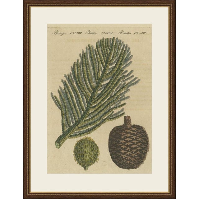 This antique botanical print from bertuch's bilderbuch shows a branch of the norfolk island pine, araucaria heterophylla,...