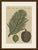 This antique botanical print from bertuch's bilderbuch shows a branch of the norfolk island pine, araucaria heterophylla,...