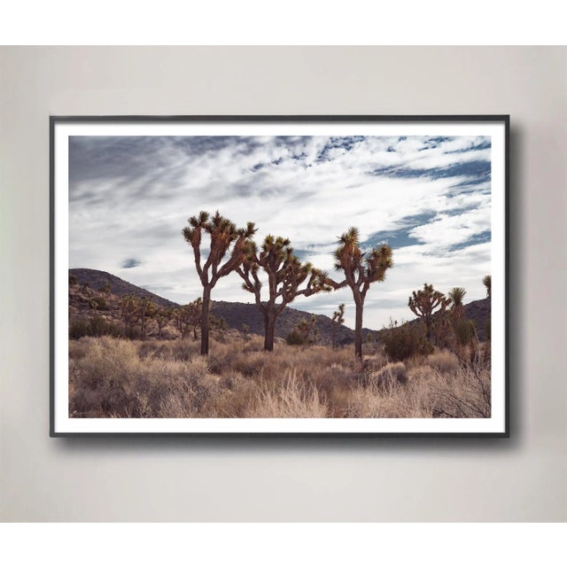 Mark Frohman "Trinity", Joshua Tree Limited Edition Photograph by Mark Frohman 48" X 32" For Sale - Image 4 of 4