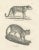 Paper Long-Striped Tiger and Wild Asian Cat, 1836, Lithograph For Sale - Image 7 of 11