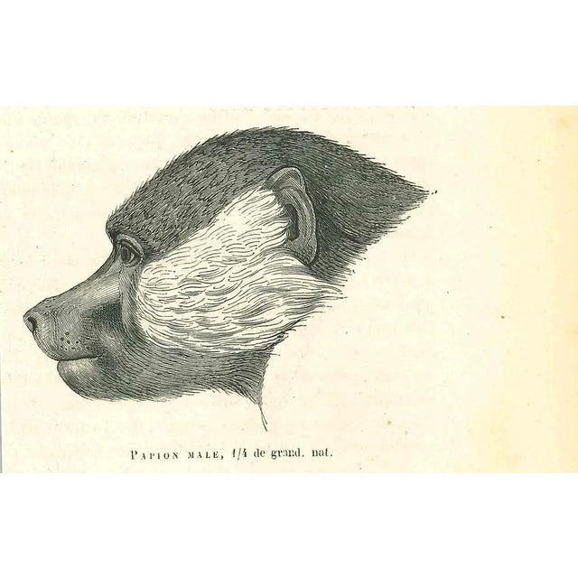 Papion Male is an original lithograph on ivory-colored paper, realized by Paul Gervais (1816-1879). The artwork is from...