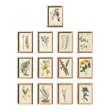 Framed Antique Botanical Chromolithographs — “Wild Flowers of America”, Volume I, L. Prang & Co., Boston (C. 1877) Set of 13 For Sale