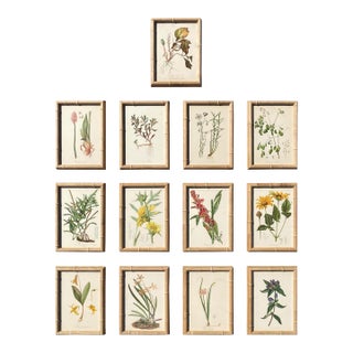 Set 13 Framed Antique Botanical Chromolithographs — “Wild Flowers of America”, Volume I, L. Prang & Co., Boston (C. 1877) For Sale