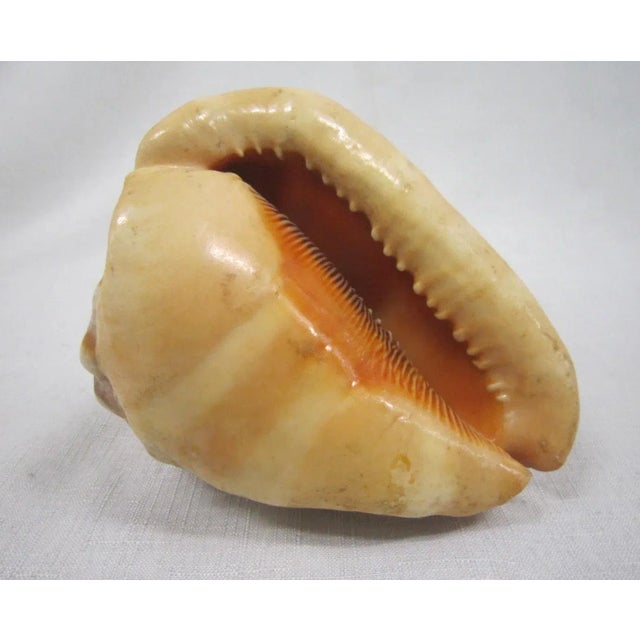 Shell Vintage King Helmet Conch Shell Specimen For Sale - Image 7 of 8