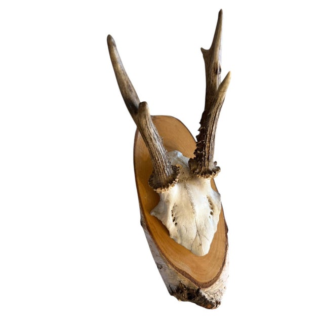 Roe deer trophy mpujted on a slabof wood.