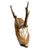 Roe deer trophy mpujted on a slabof wood.