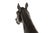 French Antique Bronze Sculpture of Racehorse by Francois Peyrol Ca. 1910 For Sale - Image 14 of 18
