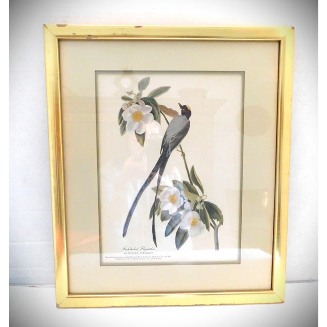 Cream James J Audubon Fork-Tailed Flycatcher Gold Framed Print For Sale - Image 8 of 8