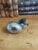 Antique Bronze Bird Inkwell, Cold Painted, Circa 1900 ,Geschutzt For Sale - Image 12 of 14