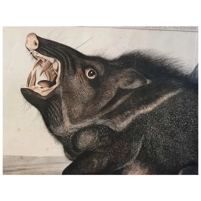 Antique 19th c. John James Audubon large hand colored lithograph from "The Viviparous Quadrupeds of North America"....