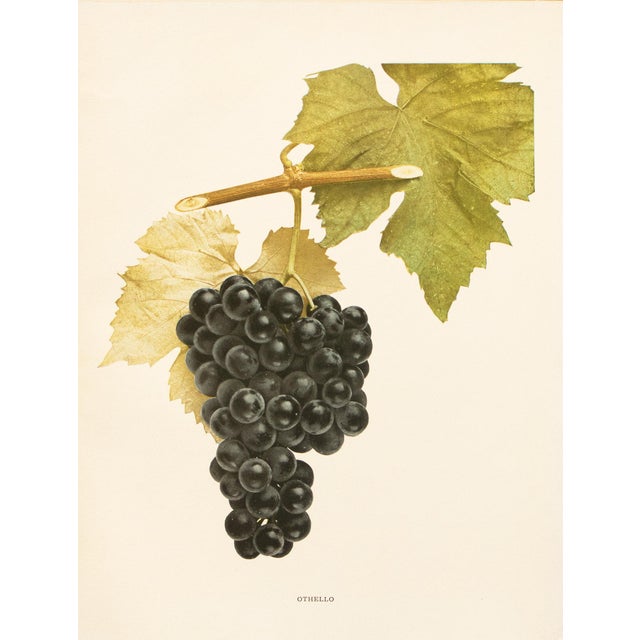 A magnificent original antique photogravure (print) of Othello Grapes by Ulysses Prentiss Hedrick (1870-1951). Superb...