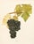 A magnificent original antique photogravure (print) of Othello Grapes by Ulysses Prentiss Hedrick (1870-1951). Superb...