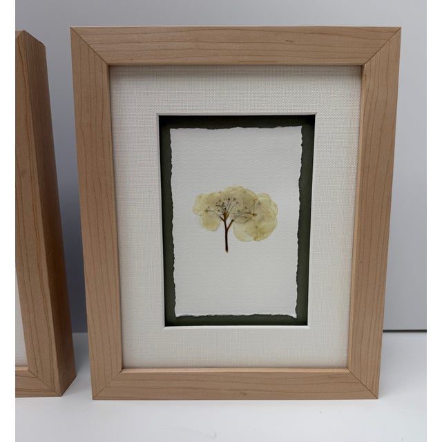 Framed Pair of Pressed Hydrangea Blossoms For Sale - Image 9 of 13