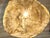 1990s Petrified Wood Coffee Table For Sale - Image 10 of 12
