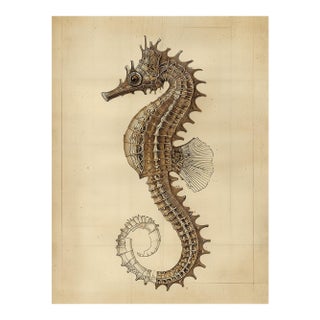 Seahorse — Antique Natural History Fine Art Print For Sale