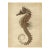 Seahorse — Antique Natural History Fine Art Print For Sale