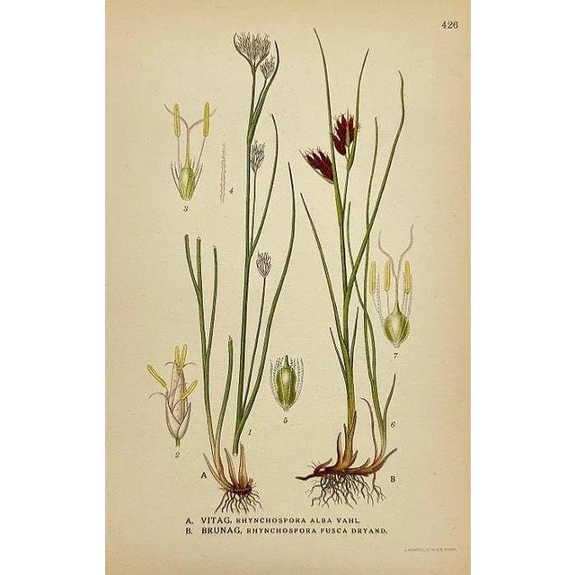 19th Century James Sowerby Botanical Prints – Common Club-Rush and Needle, Set of 10 For Sale In Denver - Image 6 of 11