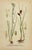 19th Century James Sowerby Botanical Prints – Common Club-Rush and Needle, Set of 10 For Sale In Denver - Image 6 of 11