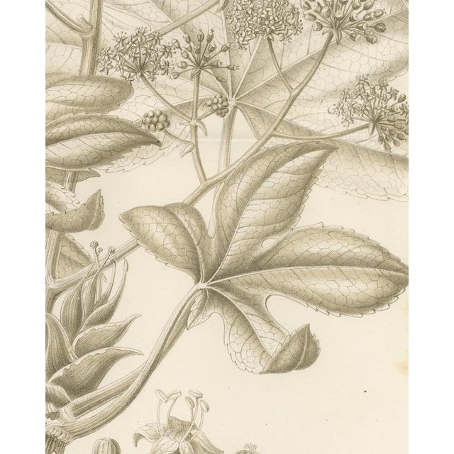 19th Century L. Stroobant, Fatsia Japonica, Aralia Japonica Flowering Branch, 1858, Lithograph For Sale - Image 5 of 9