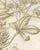 19th Century L. Stroobant, Fatsia Japonica, Aralia Japonica Flowering Branch, 1858, Lithograph For Sale - Image 5 of 9