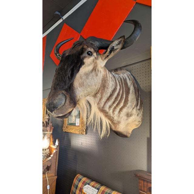 Rustic Late 20th Century Wildebeest Mount For Sale - Image 3 of 9