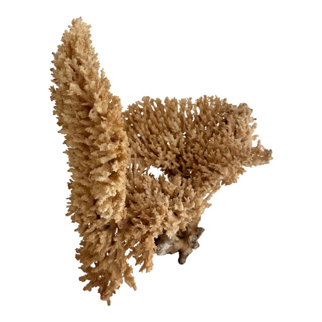 Rare Table Coral Sculpture For Sale
