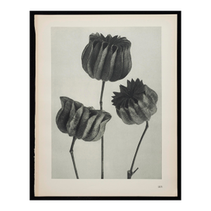 Original Karl Blossfeldt Photogravure Botanical Print