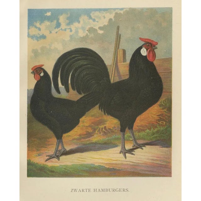 The Sleek Black Hamburg Chicken, 1888, Lithograph For Sale - Image 6 of 10