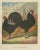 The Sleek Black Hamburg Chicken, 1888, Lithograph For Sale - Image 6 of 10