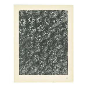 1928 Karl Blossfeldt Original Period Achillea Filipendulina Photogravure N118